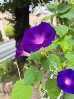 今日は朝から涼しい風が吹いていたので、朝顔鑑賞会を開催しました。
朝顔は事務長が愛情込めて育てた朝顔ちゃんです。
『外は気持ちいい❤️』
『昔の朝顔とはちょっと違うけど綺麗な色💐』
『ありがたいねー☺️』
など嬉しいお言葉をたくさんいただきました。
#武蔵野徳洲苑
#介護老人保健施設
#老健
#西東京市
#アサガオ